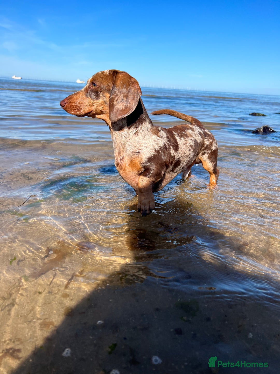 Miniature Dachshund dogs for stud: Romeo the miniature Dachshund  - Image 4