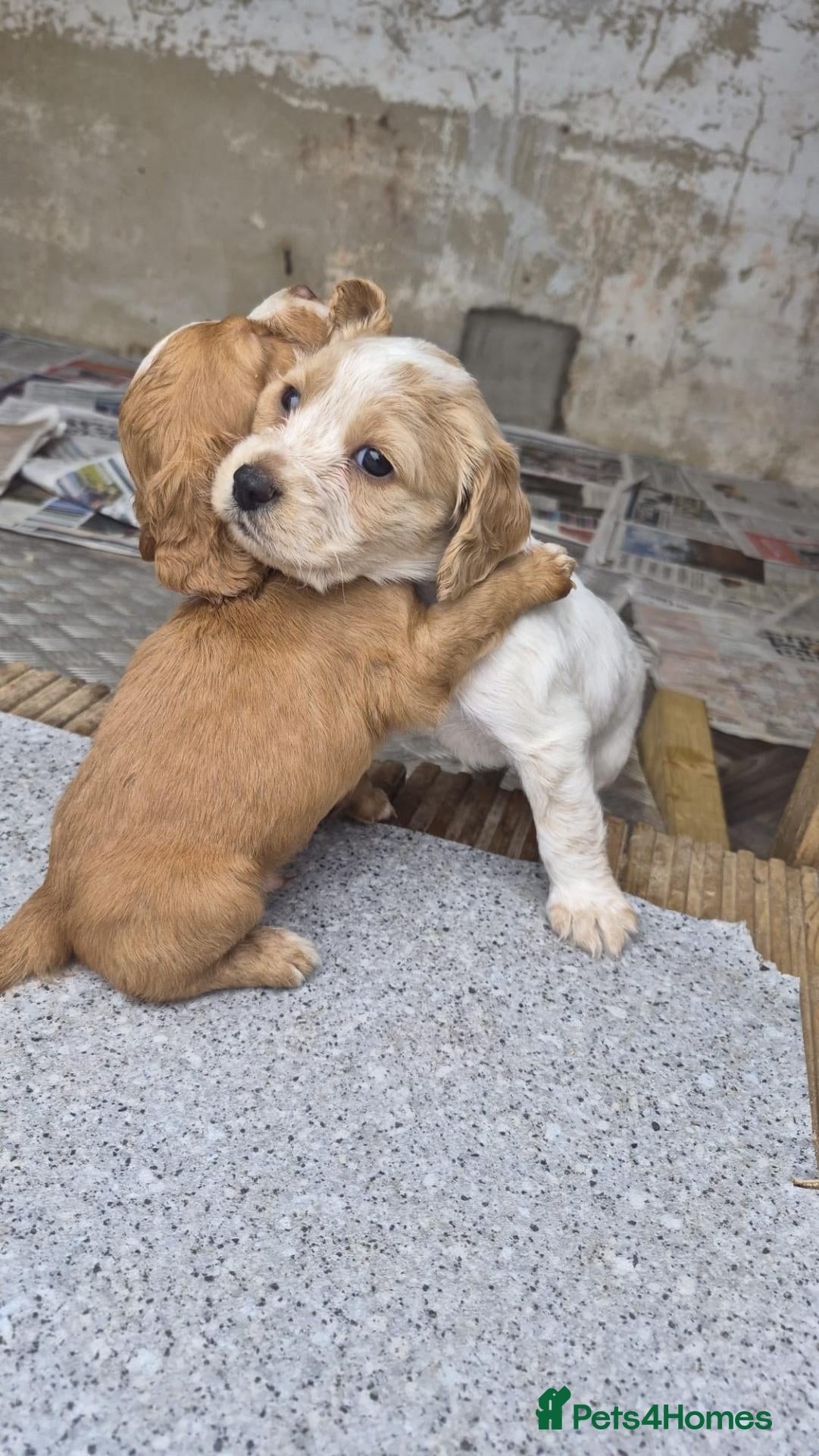 Sprocker dogs Adorable sprocker puppies  - Advert 4