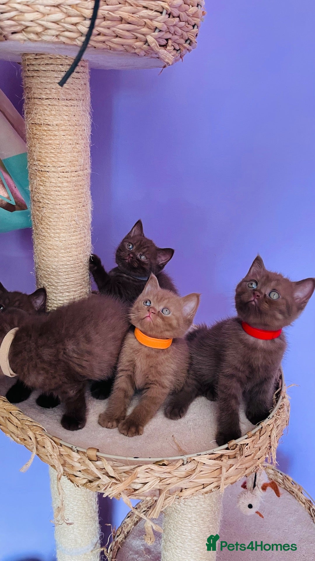 British Shorthair cats Beautiful chocolate/cinnamon BSH boys - Advert 1