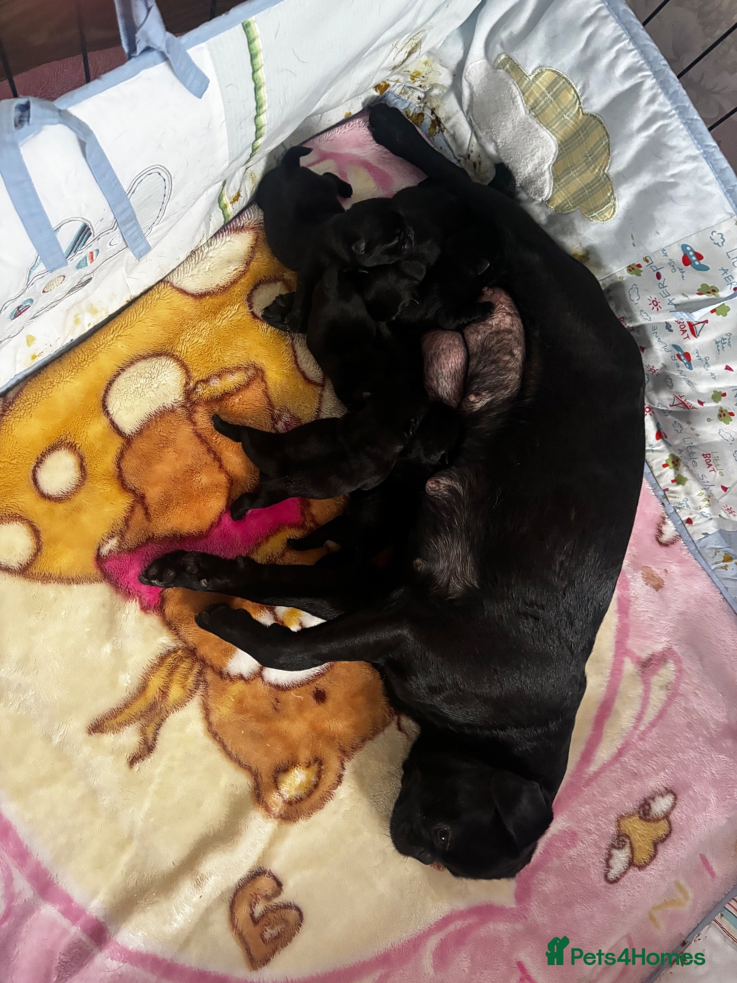 Pug dogs KC reg pug puppies Puglicious - Advert 1