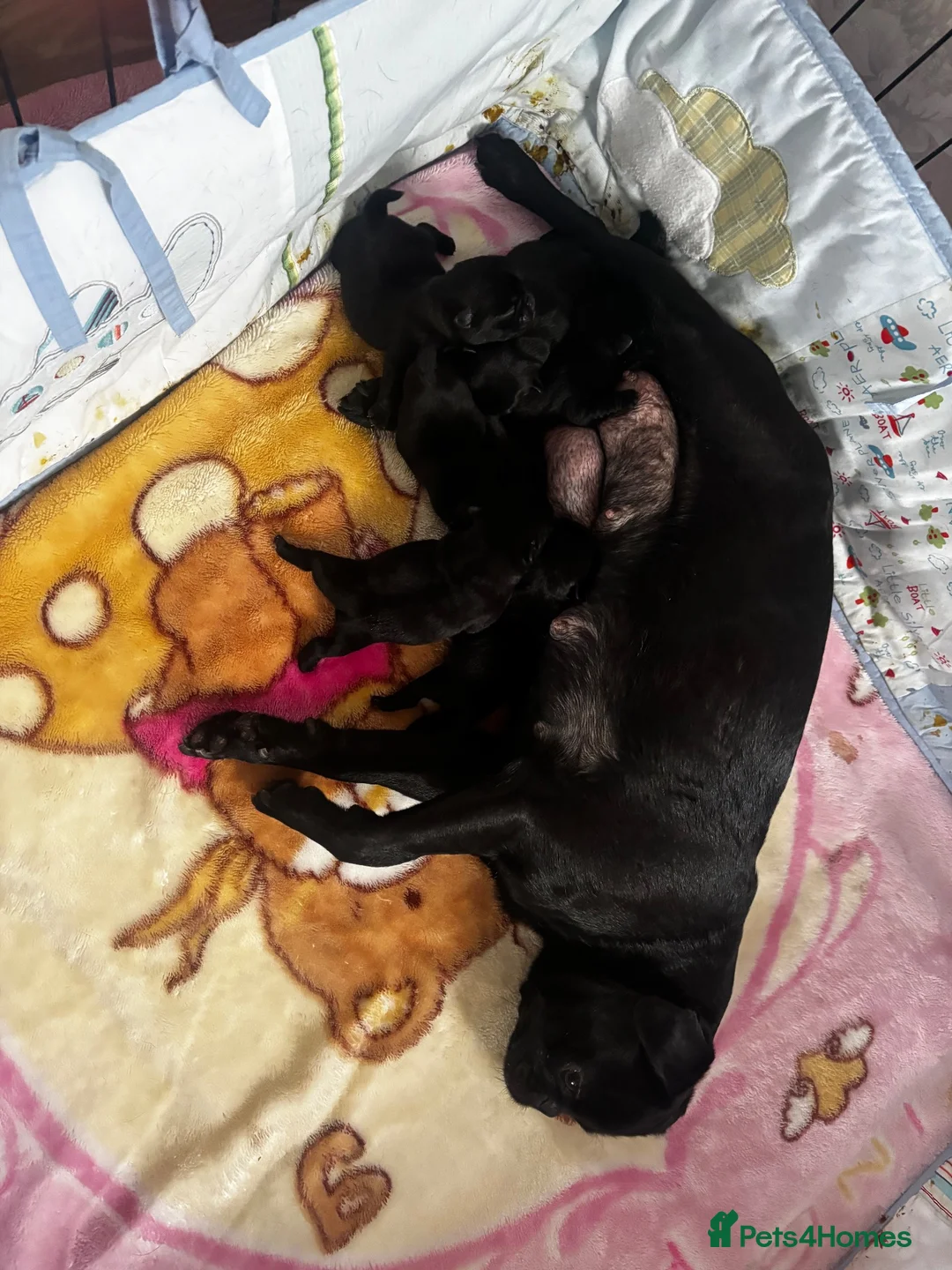 Pug dogs for sale: KC reg pug puppies Puglicious - Advert 1