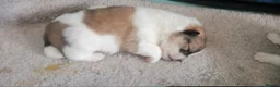Pomeranian dogs for sale: pomeranian puppies  forsale - Advert 12