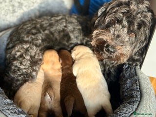 Mixed Breed dogs Gorgeous Pomapoos Female ready. Vaccinated Chipped - Advert 4