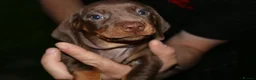 Dachshund dogs for sale: 7 dachshund pups for sale in Bradford - Advert 13