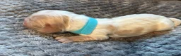 Cocker Spaniel dogs for sale: KC Reg HC beautiful Show Cocker Spaniels Puppies - Advert 9