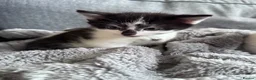 Mixed Breed cats for sale: Beautiful kittens in Cambridge - Advert 6