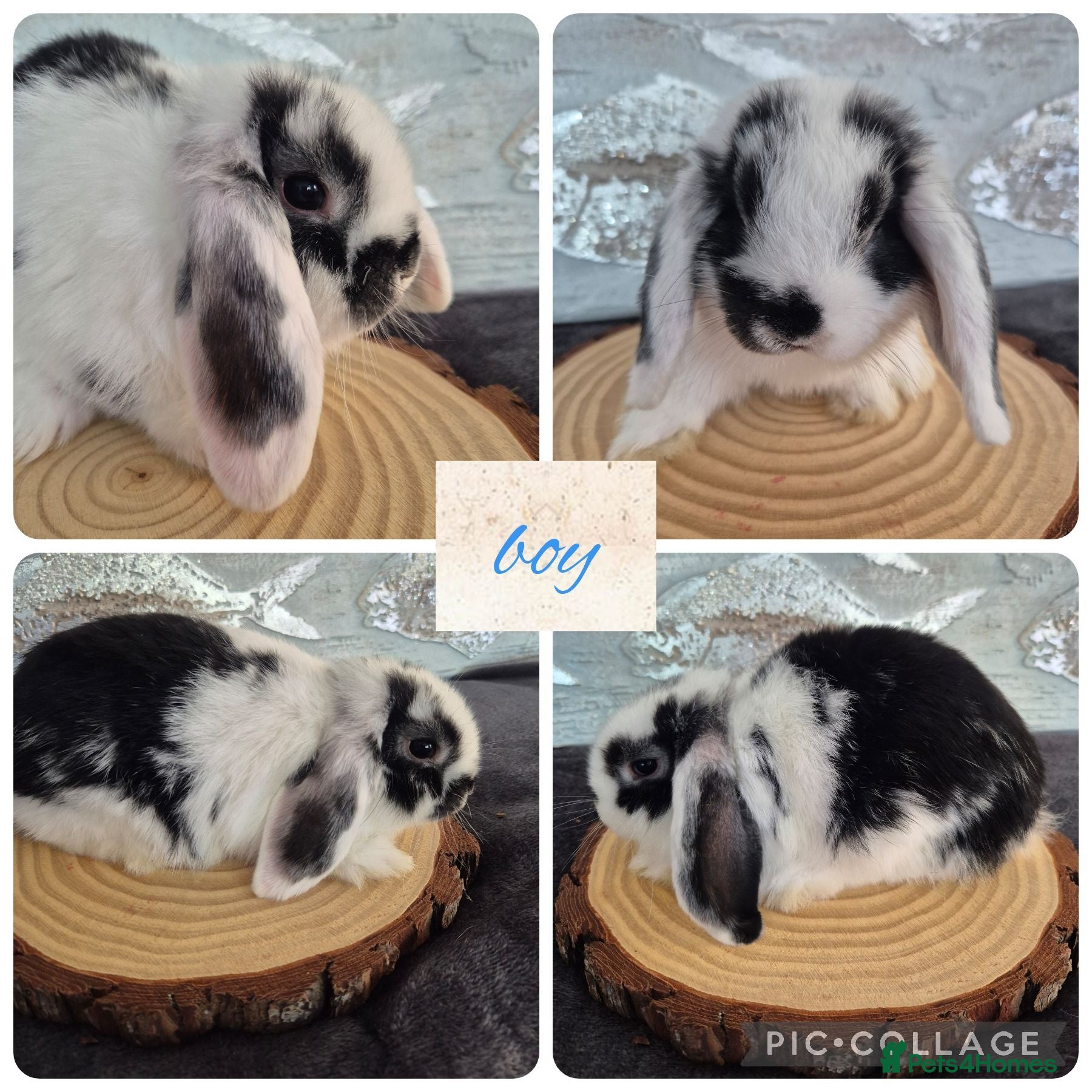 Mini Lop rabbits ❤️ Ready to leave 💙  - Advert 19