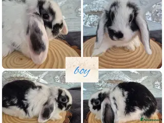 Mini Lop rabbits ❤️ Ready to leave 💙 - Advert 2