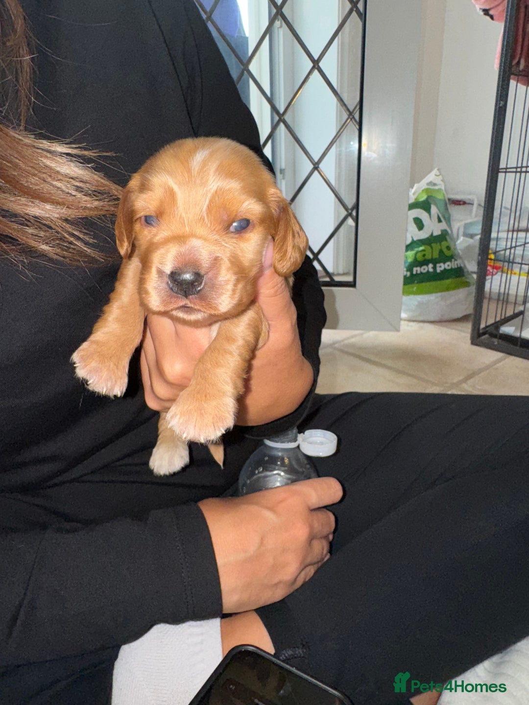 Cocker Spaniel dogs for sale: Show cocker spaniels  - Image 33