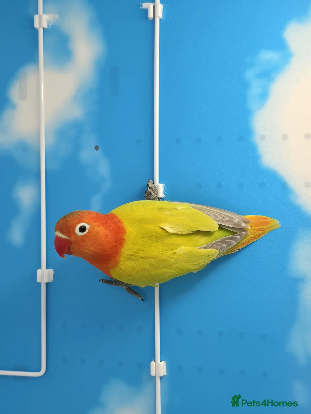 Lovebirds birds for sale: DNA sexed Male Female Lovebirds in Birmingham - Advert 1