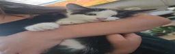 Mixed Breed cats for sale: White and black female beautiful  in Wednesbury - Advert 2