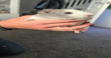 Guinea Pig rodents 3 male guineapigs - Advert 2