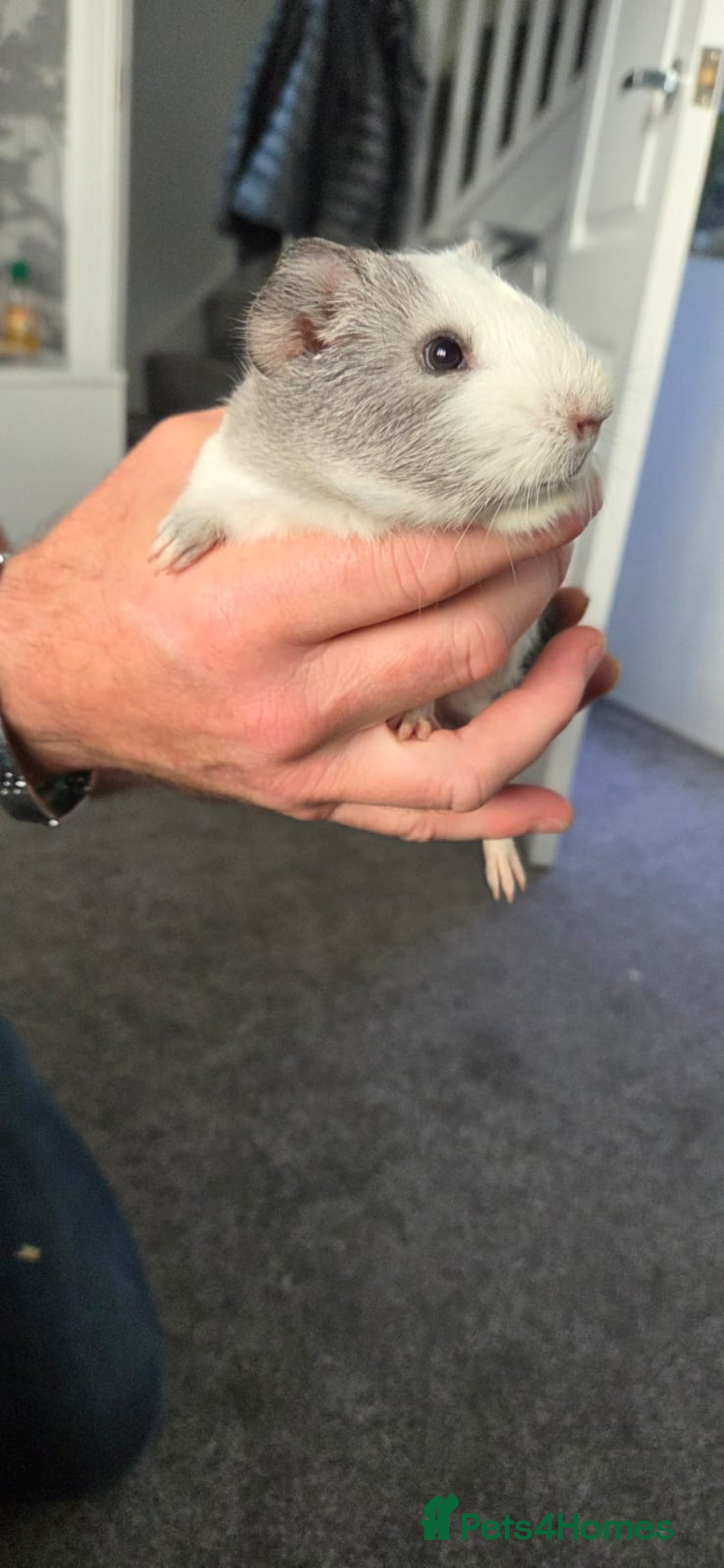 Guinea Pig rodents for sale: 3 male guineapigs  - Advert 2