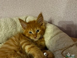 Maine Coon cats 🐱 READY FOR NEW HOME FULL MAINE COON KITTENS 🐱 - Advert 12
