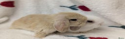 Mini Lop rabbits for sale: 2 beautiful male minilops  - Advert 7