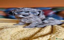 Cavapoo dogs for sale: Gorgeous f1b Cavapoo puppys.Health tested parents  - Image 6
