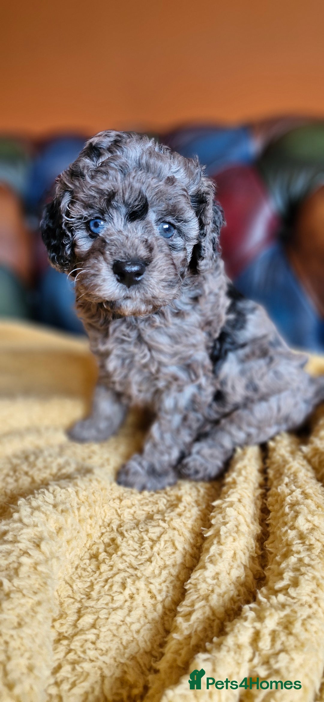 Cavapoo dogs for sale: Gorgeous f1b Cavapoo puppys.Health tested parents  - Image 6