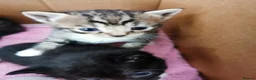 Mixed Breed cats for sale: Lovely Kittens  - Advert 5