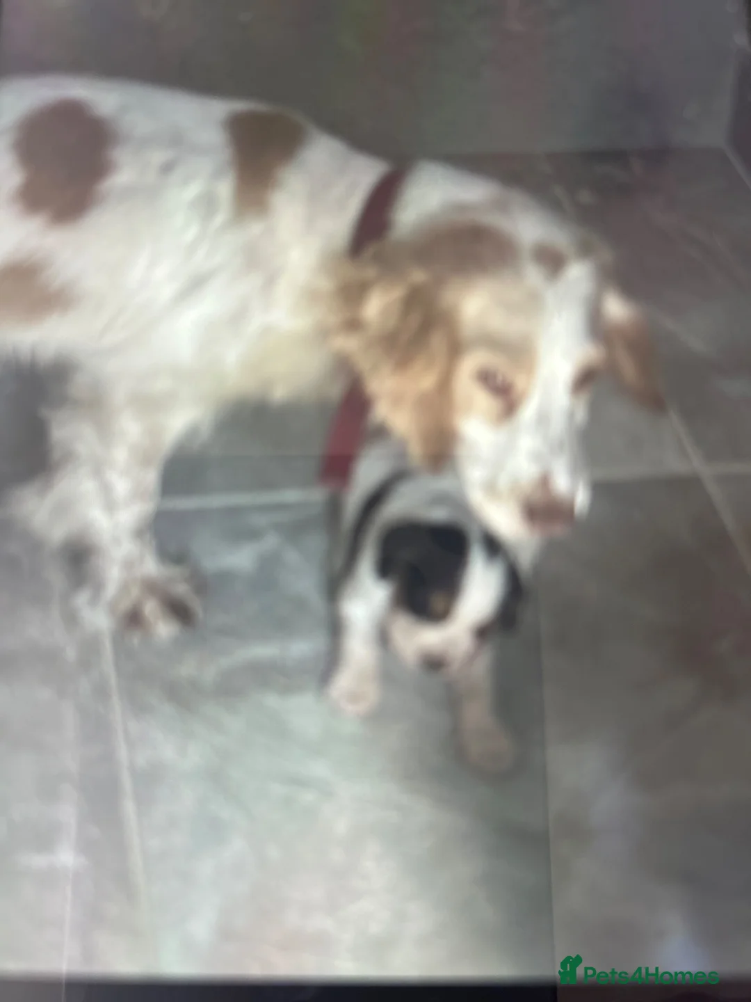 Cockapoo dogs for sale: Cockatoos lovely chocolate puppies - Advert 1