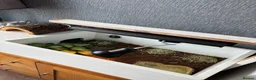 Hermann Tortoise reptiles for sale: Tortoise  in Leeds - Advert 1