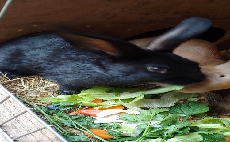 Mixed Breed rabbits - Advert 1