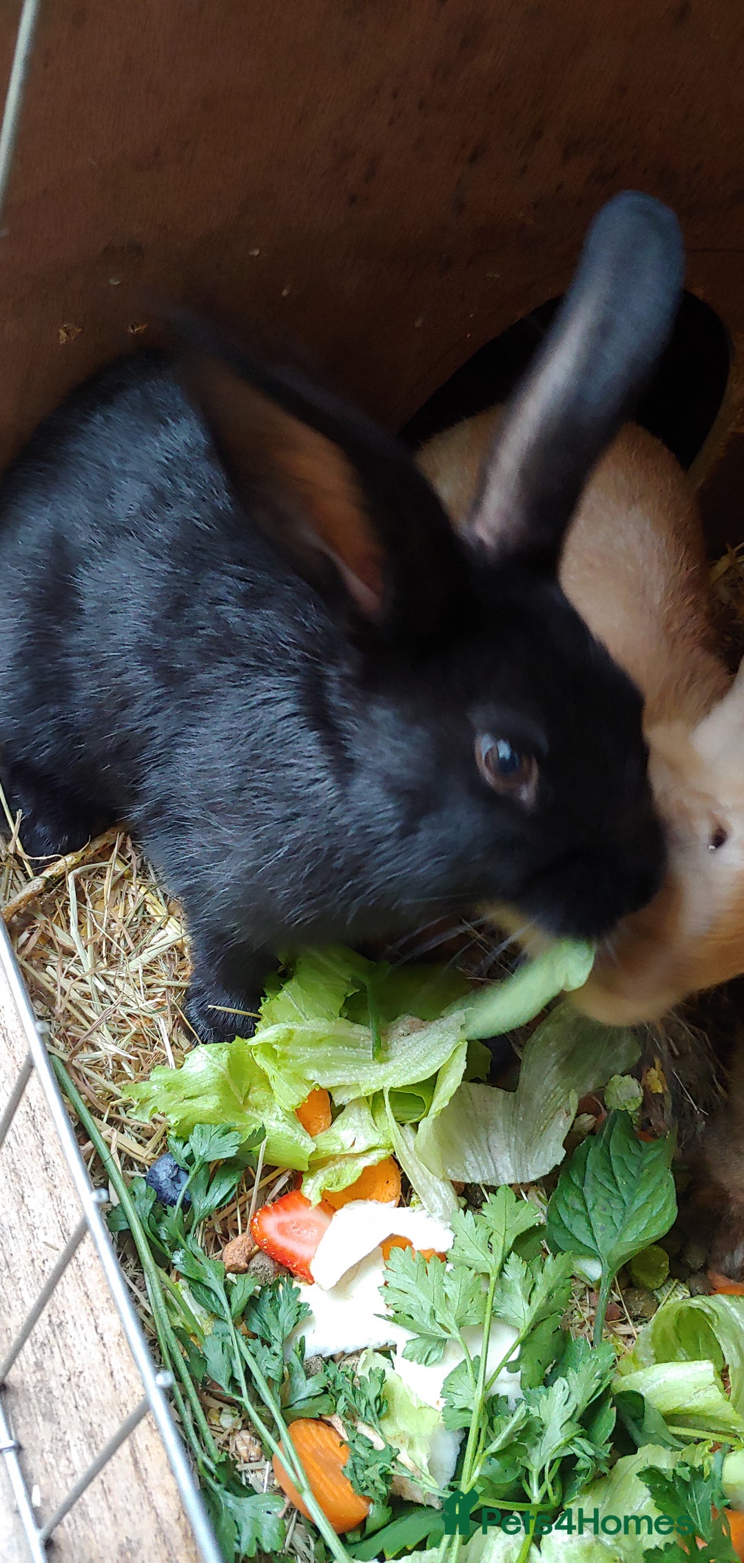 Mixed Breed rabbits for sale: Baby rabbits - Image 1