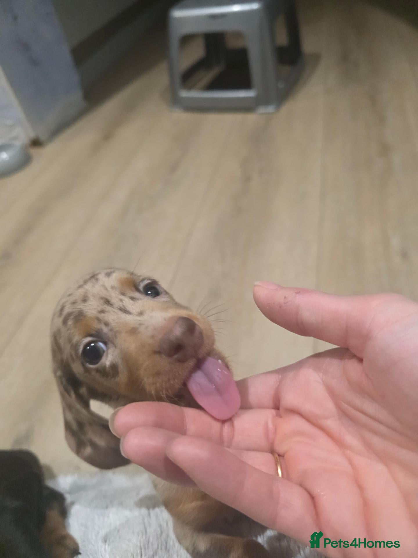 Miniature Dachshund dogs Last mini dachshund boy left! - Advert 14