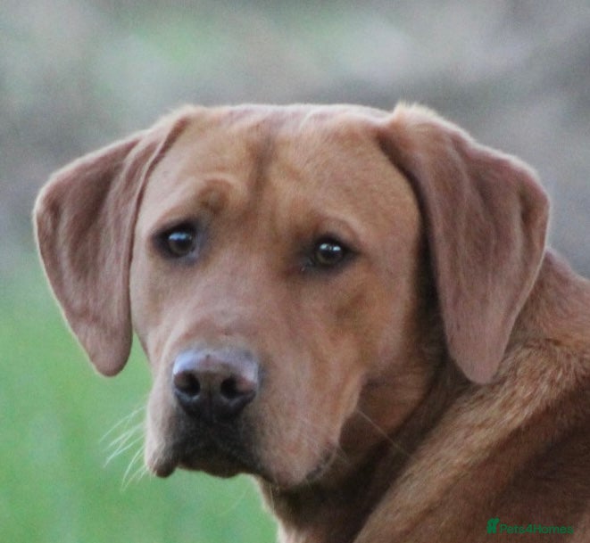 Labrador Retriever dogs Extensively Health Tested  Fox Red Labrador Stud in Totnes - Advert 5