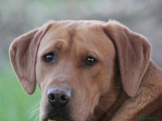 Labrador Retriever dogs in Totnes - Advert 31