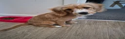 Mixed Breed dogs for sale: Silky cocker mix puppy for unfortunate  in Malvern - Advert 2