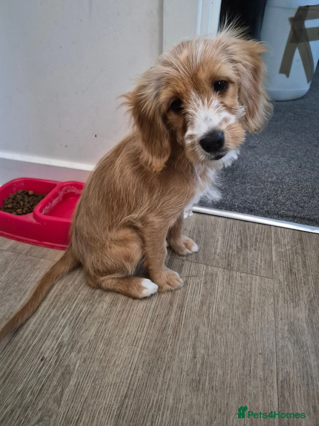 Mixed Breed dogs for sale: Silky cocker mix puppy for unfortunate  in Malvern - Advert 2