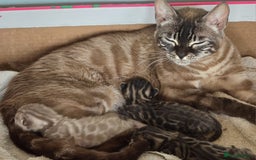 Bengal cats for sale: CUTE BROWN FEMALE BENGAL KITTENS (TICA REG) - Image 13