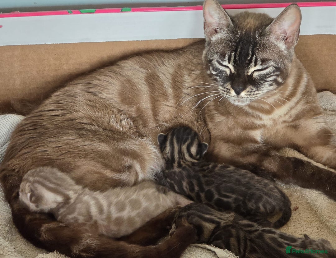 Bengal cats for sale: CUTE BROWN FEMALE BENGAL KITTENS (TICA REG) - Image 13