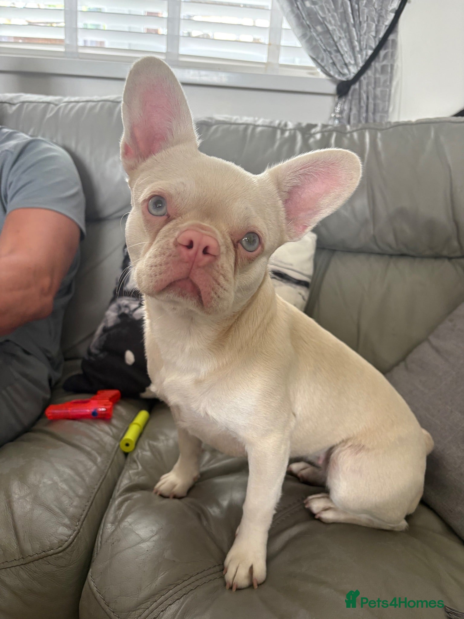 French Bulldog dogs Beautiful pink Nova  - Advert 2
