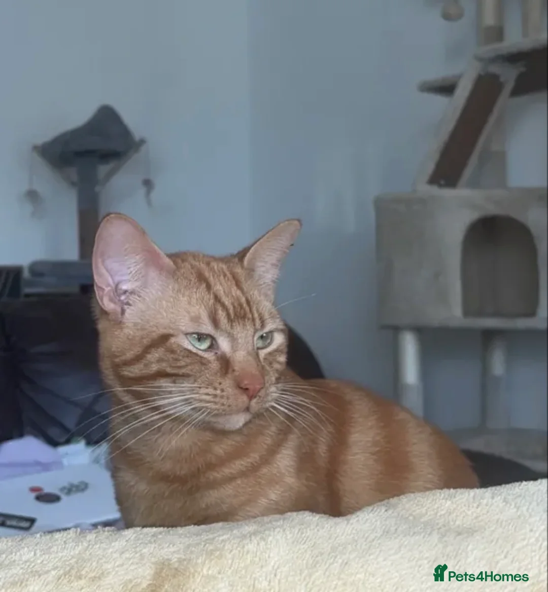 Mixed Breed cats for sale: Two male cats for rehoming - Advert 6