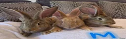 Continental Giant rabbits for sale: Continental giant rabbits (males) in Saltash - Advert 5