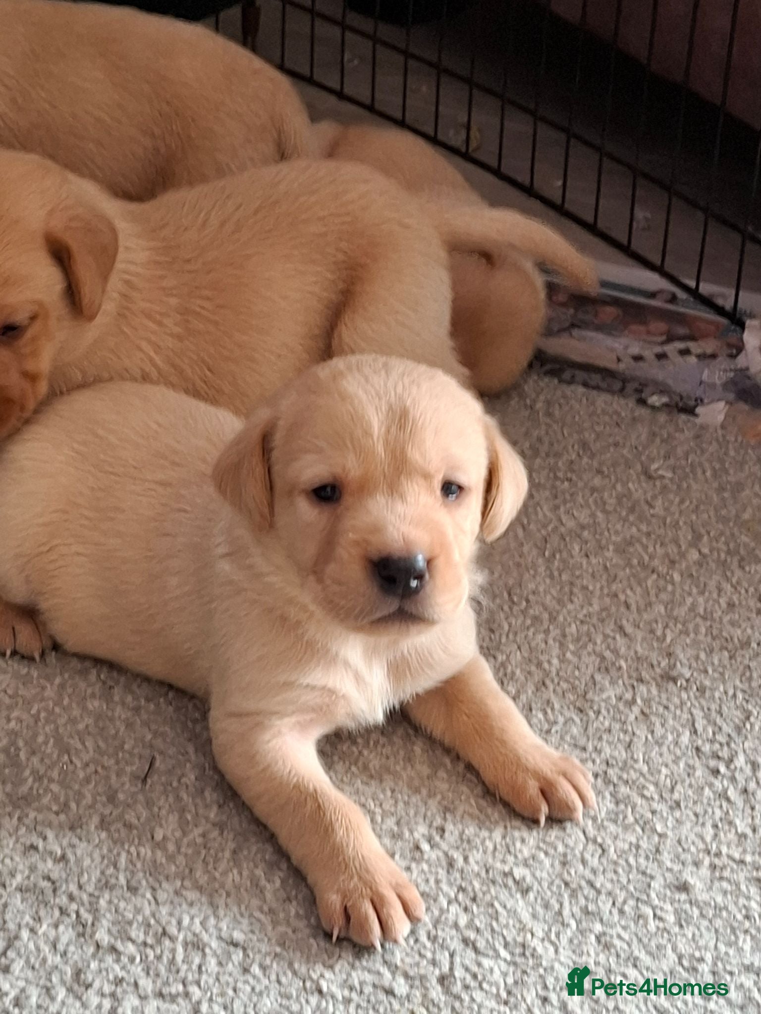 Labrador Retriever dogs KC Reg Labrador Pups - Advert 5
