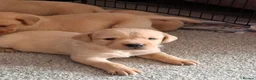 Labrador Retriever dogs for sale: KC Reg Labrador Pups - Advert 9