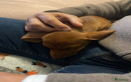 Miniature Dachshund dogs for sale: Mini smooth red dachshund girl - Image 6