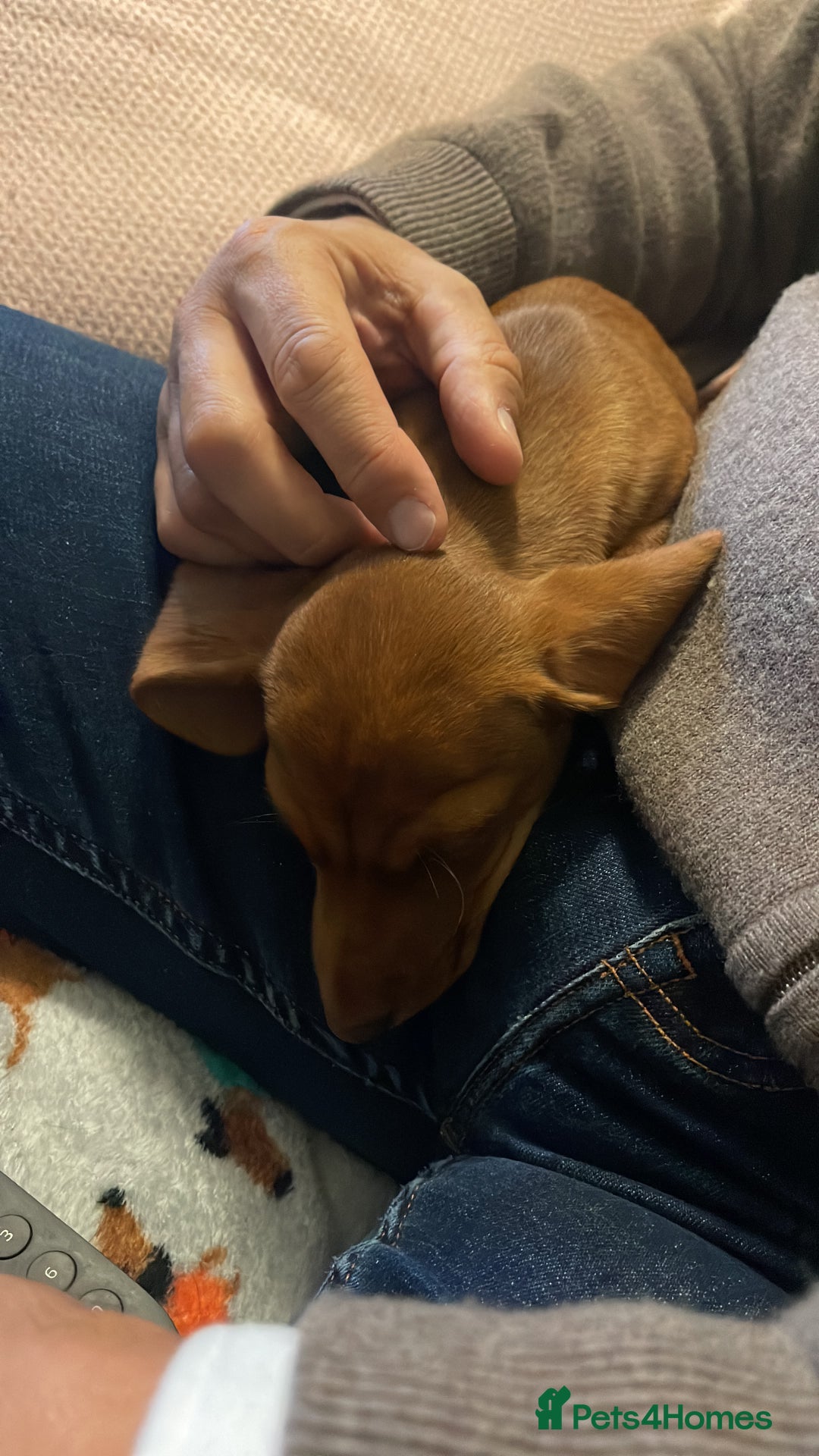 Miniature Dachshund dogs for sale: Mini smooth red dachshund girl - Image 6