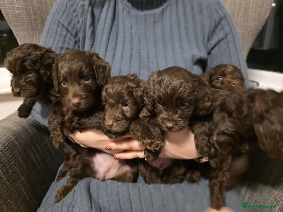 Cockapoo dogs for sale: Cockapoo Puppies  - Advert 1