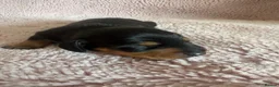 Miniature Dachshund dogs for sale: Litter of shaded red miniature Daschunds  - Advert 7
