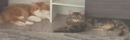 Persian cats for sale: Persian/Marine Coon  in Dunstable - Advert 9