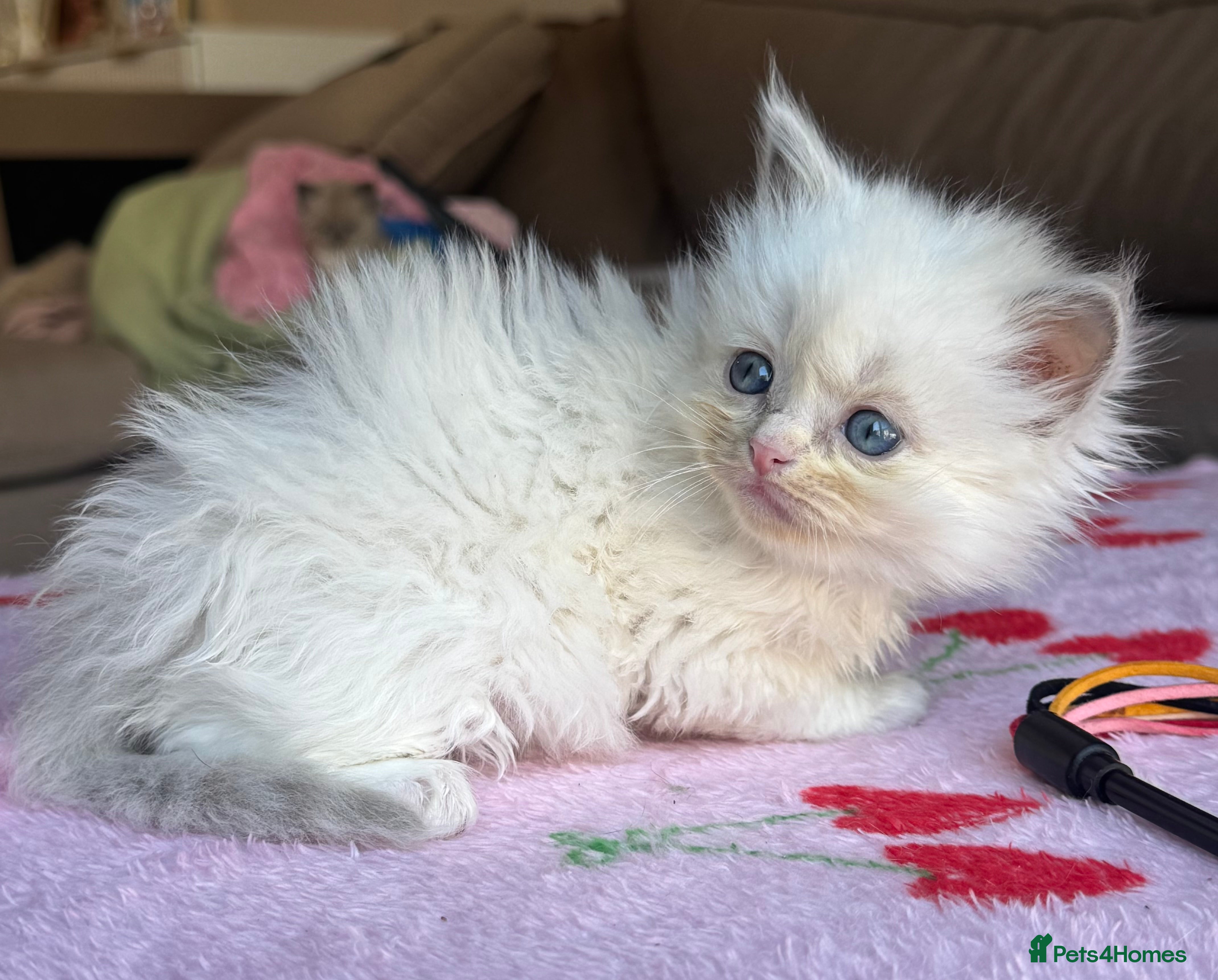 Ragdoll cats Cherubim ragdoll  - Advert 2