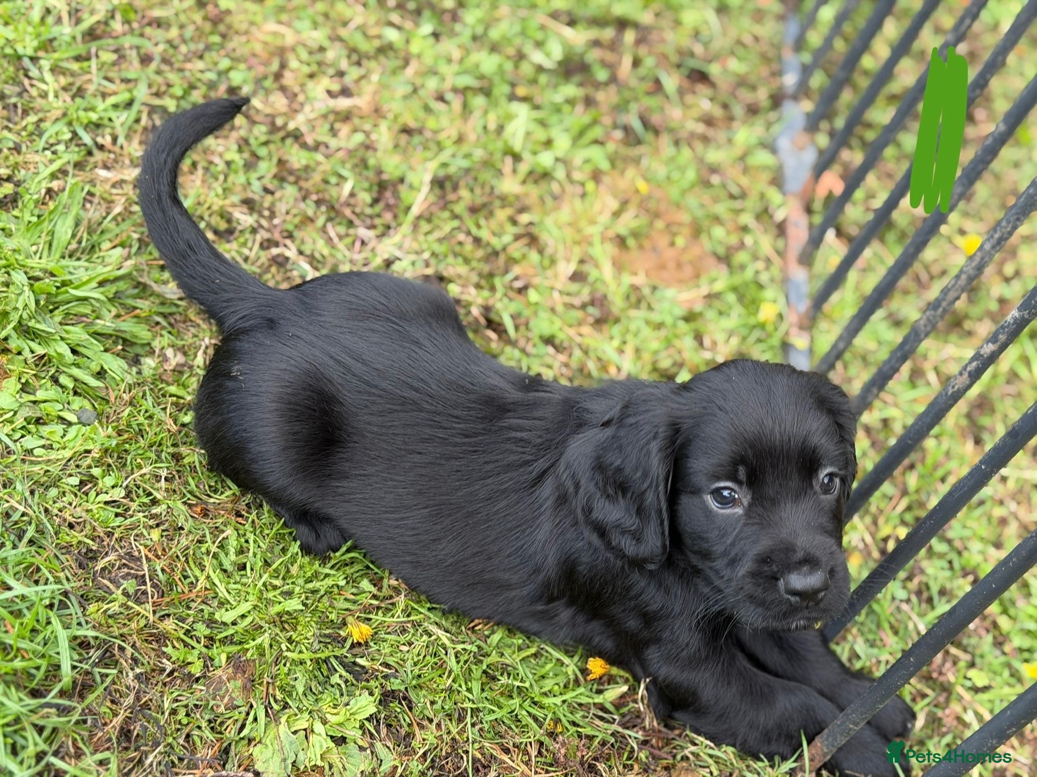 Sprocker dogs Adorable Sprockers - Advert 1