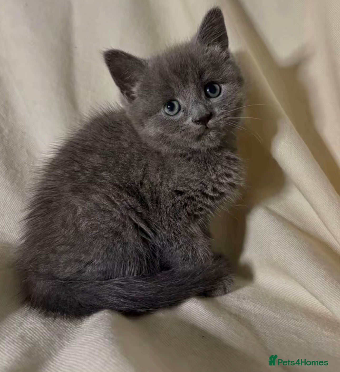 Mixed Breed cats 1 Last grey kitten male ready for new home - Advert 9