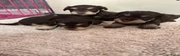 Miniature Schnauzer dogs for sale: stunning, beautiful miniature Schnauzer Puppies - Advert 9