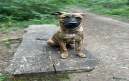 Mixed Breed dogs for sale: Belgium malnois  - Image 2