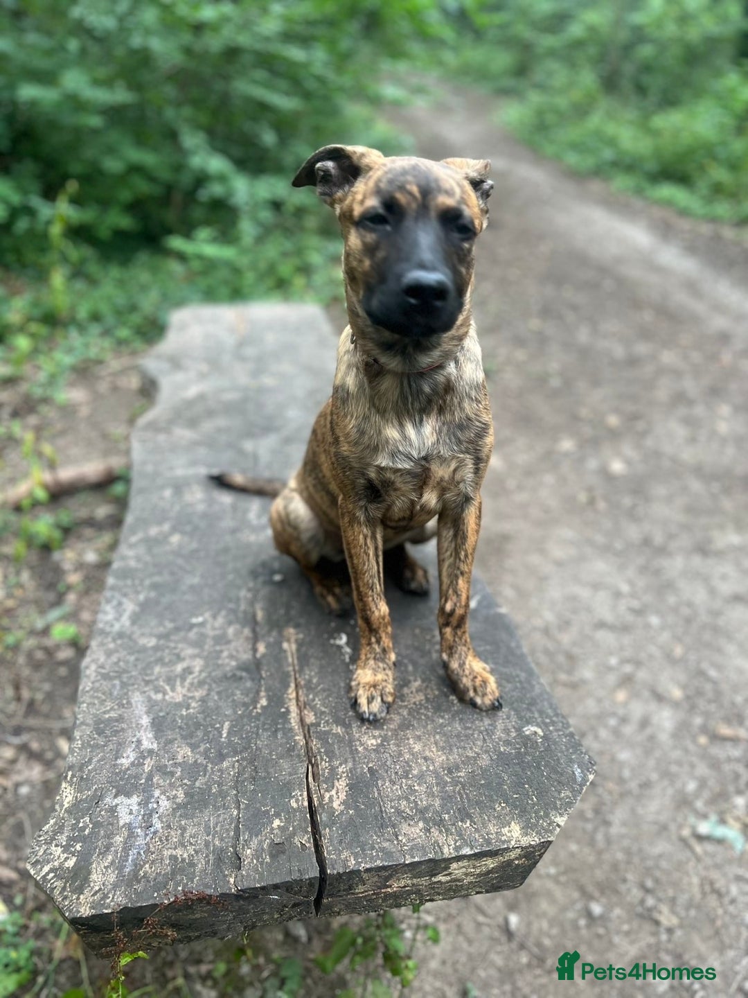 Mixed Breed dogs for sale: Belgium malnois  - Image 2