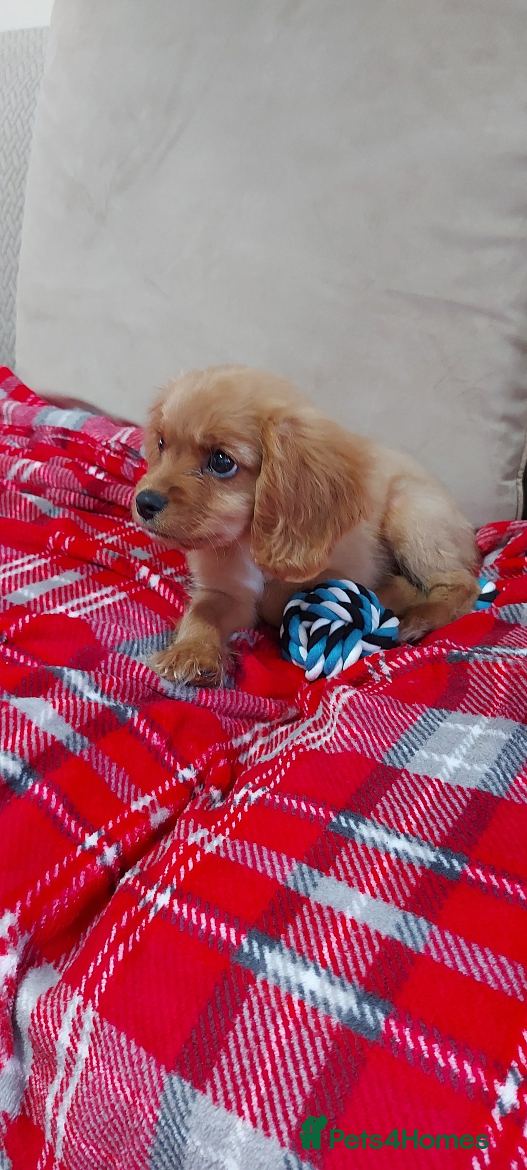 Cavachon dogs for sale: Teddy bear  male  cavachon puppy for sale - Advert 28